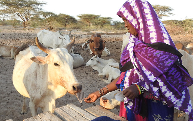 Frau in Marsabit bei ihren Kühen in der trockenen Savanne  Frau in traditionellem Gewand versorgt Rinderherde in der trockenen Landschaft Marsabits, Kenia